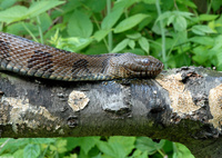 : Nerodia taxispilota; Brown Watersnake