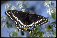 : Papilio indra shastensis; Swallowtail Butterfly