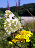 : Pontia daplidice;