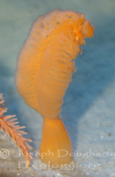 : Ptilosarcus gurneyi; Gurney's Sea Pen