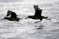 ...Most of the Black-footed Albatrosses were juveniles, like the bird on the right. 14 October 2006