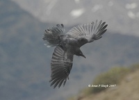 Large-billed Crow » Corvus macrorhynchos