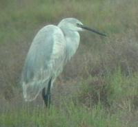 Presumed Hybrid of Reef Egret x Little Egret - Egretta gularis x E. garcetta - Ebro Delta (Catal...