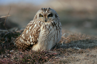 [쇠부엉이] 학명: Asio flammeus 영명: Short-eared Owl