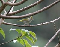 アオチメドリ White-bellied Yuhina Yuhina zantholeuca