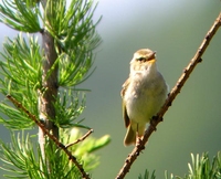 Chinese Leaf-Warbler Phylloscopus yunnanensis, Wulingshan, Hebei Province, China - Jun, 2004 © D...