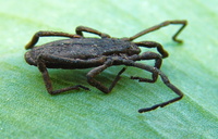 Trogulus nepaeformis