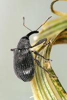 Anthonomus rubi - Strawberry blossom weevil