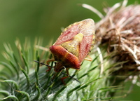 Carpocoris pudicus