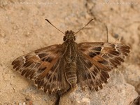 Carcharodus alceae - Mallow Skipper