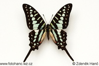 Graphium policenes