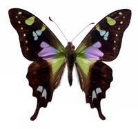 Graphium weiskei - Purple Mountain Emperor