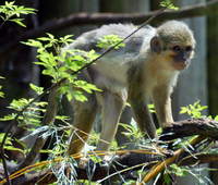 Angolan talapoin (Miopithecus talapoin)