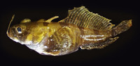 Histiodraco velifer, :