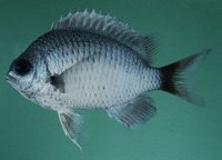 Chromis pelloura, Duskytail chromis: