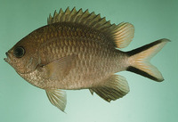 Chromis scotochiloptera, Philippines chromis: