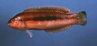 Image of Halichoeres bivittatus, Slippery dick, Slippery Dick, Zweistreifenjunker, Budião, Gudiã...