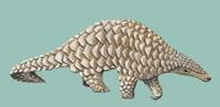 Image of: Manis crassicaudata (Indian pangolin)