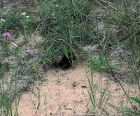 Image of: Spermophilus tridecemlineatus (thirteen-lined ground squirrel)