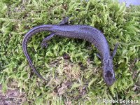 Triturus dobrogicus macrosomus