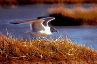 Xema sabini - Sabine's Gull