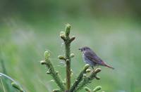 Catharus guttatus - Hermit Thrush