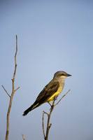 Tyrannus verticalis - Western Kingbird