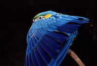 Ara ararauna - Blue-and-yellow Macaw