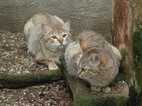 Felis silvestris gordoni - Gordon's Wild Cat