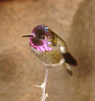 Image of: Calypte anna (Anna's hummingbird)