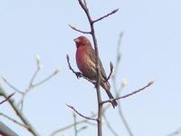 Image of: Carpodacus purpureus (purple finch)