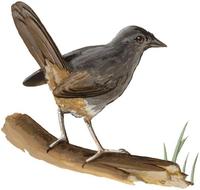 Image of: Eugralla paradoxa (ochre-flanked tapaculo)