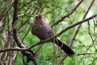 Image of: Garrulax davidi (plain laughingthrush)