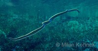 Rhinomuraena quaesita - Black Leafnosed Moray Eel