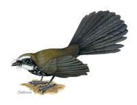 Image of: Rhipidura threnothorax (sooty thicket-fantail)