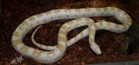 Image of: Elaphe guttata (corn snake)