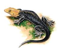 Image of: Gonatodes albogularis (yellow-headed gecko)