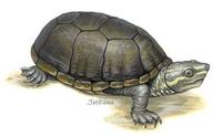 Image of: Sternotherus odoratus (common musk turtle)