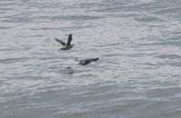 Long-billed Murrelet - Brachyramphus perdix