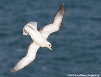 Northern Fulmar - Fulmarus glacialis