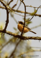 Rufous-fronted Tit - Aegithalos iouschistos