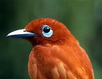 Rufous Paradise-flycatcher - Terpsiphone cinnamomea