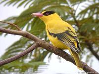 Black-naped Oriole - Oriolus chinensis