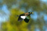 Common Myna