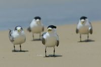 Crested Tern