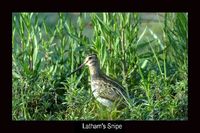 Latham's Snipe