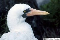 Nazca Booby - Sula granti