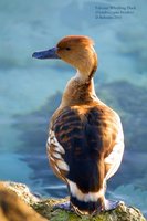 Fulvous Whistling-Duck - Dendrocygna bicolor