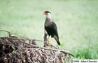 Crested Caracara - Caracara cheriway