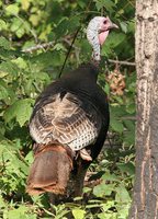 Wild Turkey - Meleagris gallopavo